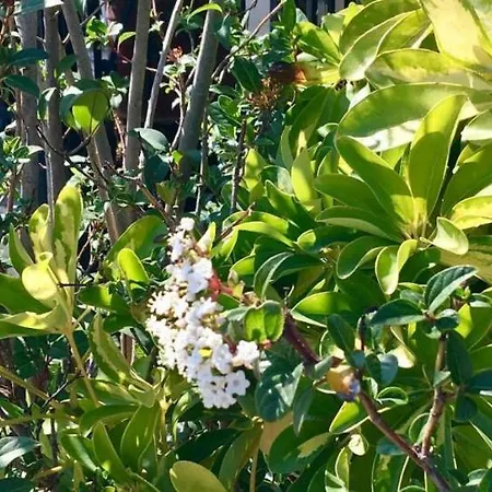 Teo's 2 Persons Deluxe B2 Апартаменты